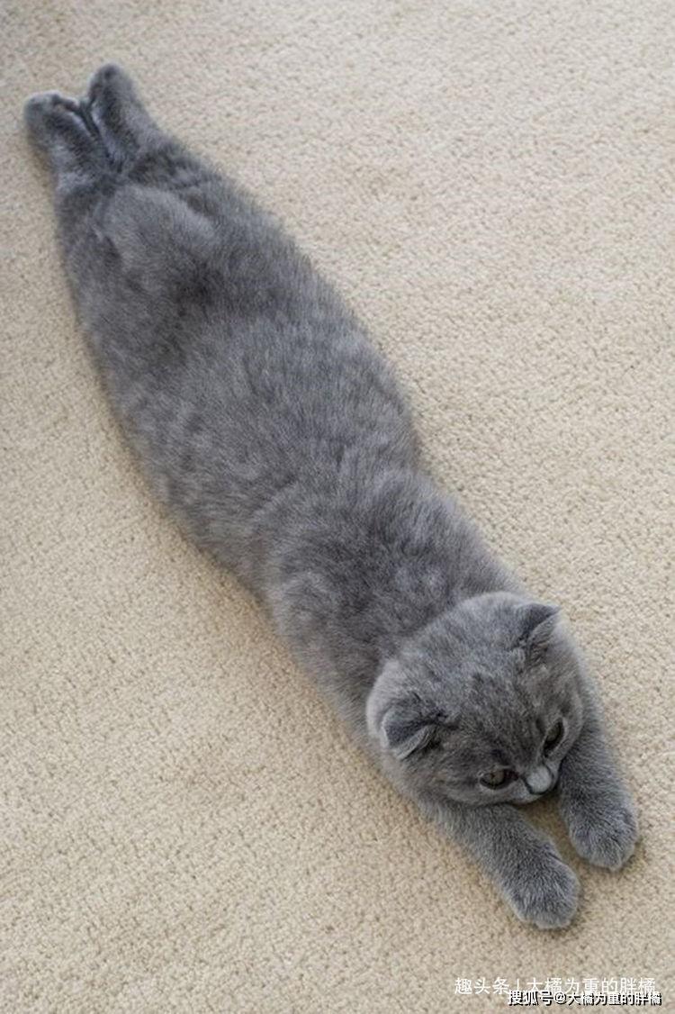 猫咪们睡觉时喜欢伸直了睡,是想证明它们有多长吗?