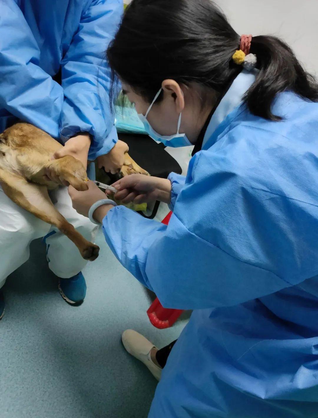 面对宠物主人,我有一颗同理心;面对宠物的生命,作为一名宠物医师,有