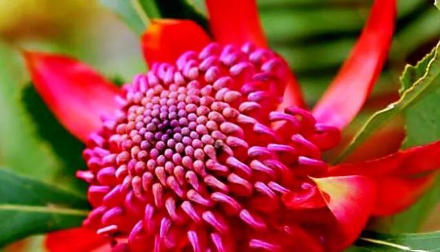 红火球帝王花欣赏