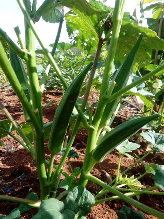 秋葵要怎么进行修枝处理专家教您适时修剪作物产量加倍