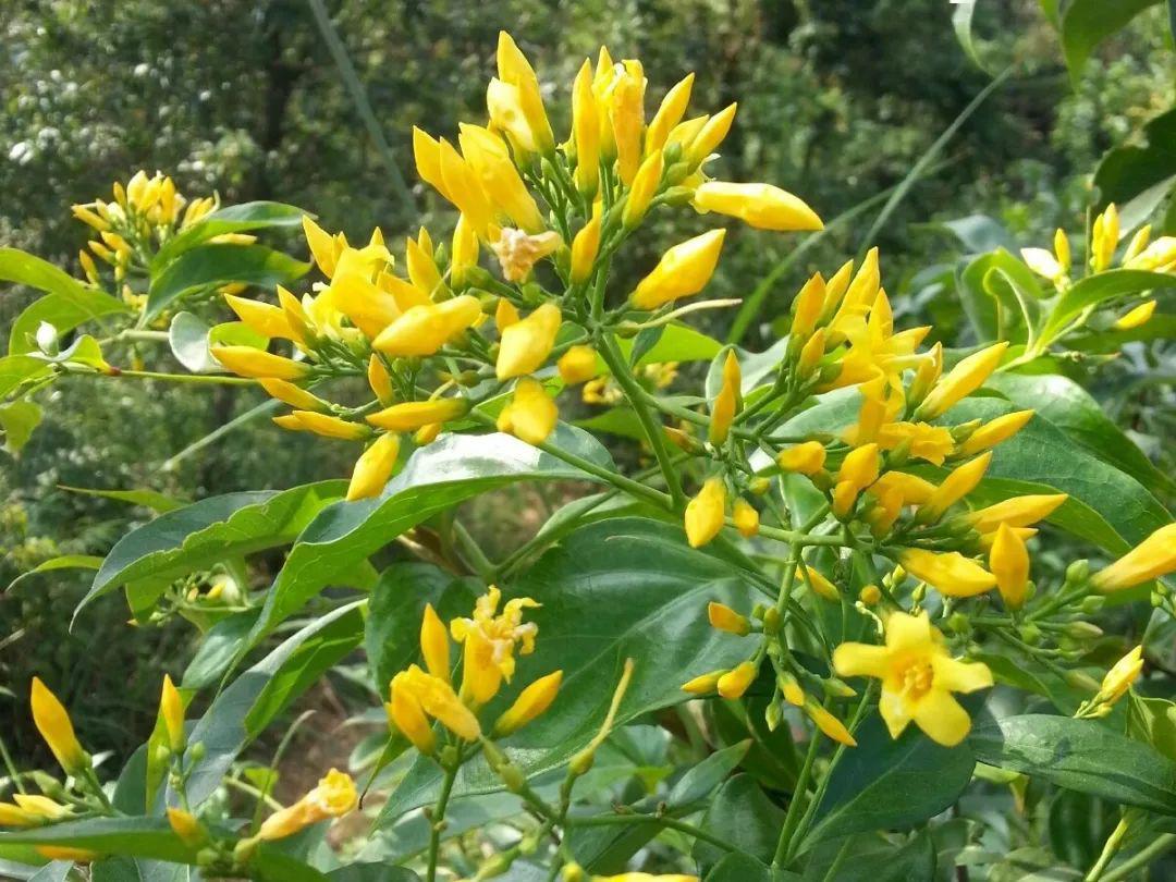 20种有毒花遇见绕道走家里别乱养