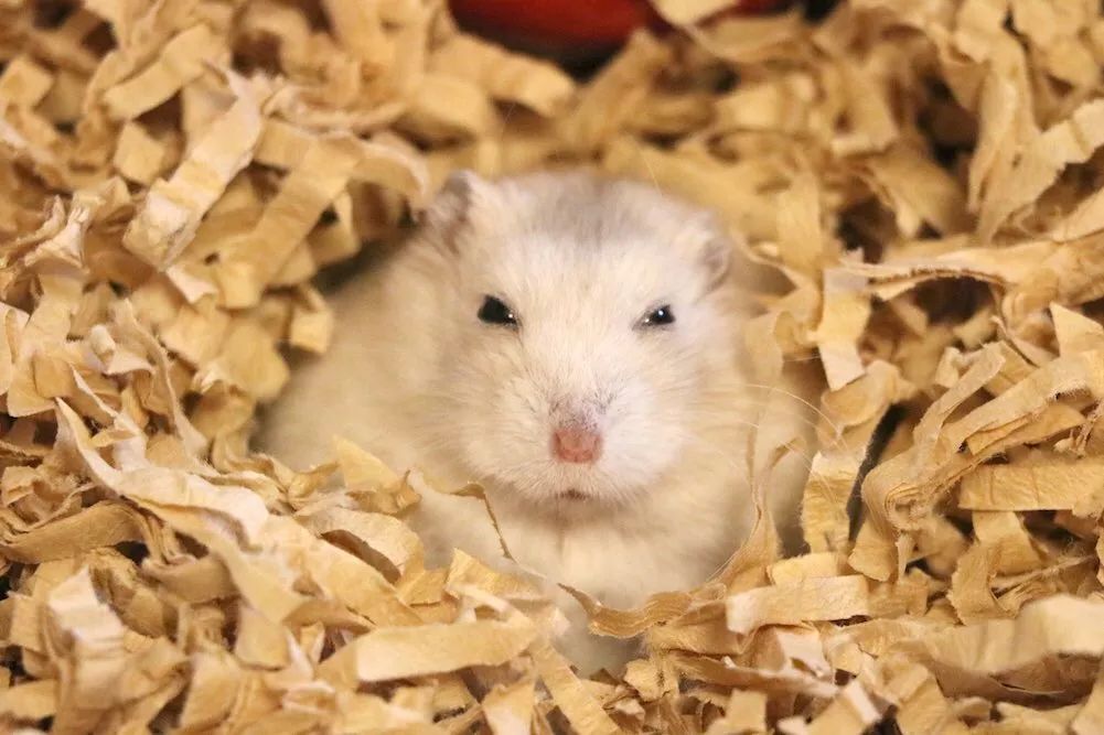 这只蠢萌的仓鼠火了又圆又胖可爱到爆炸