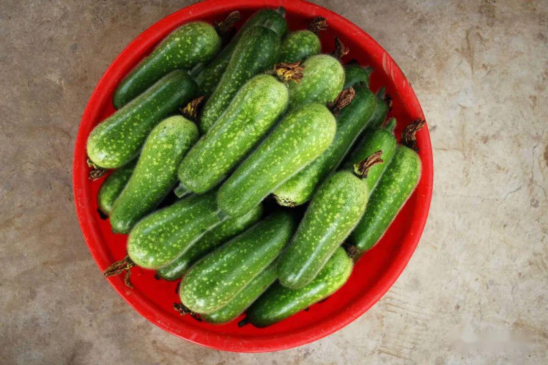 顺德杏坛桑麻黑毛节瓜上市