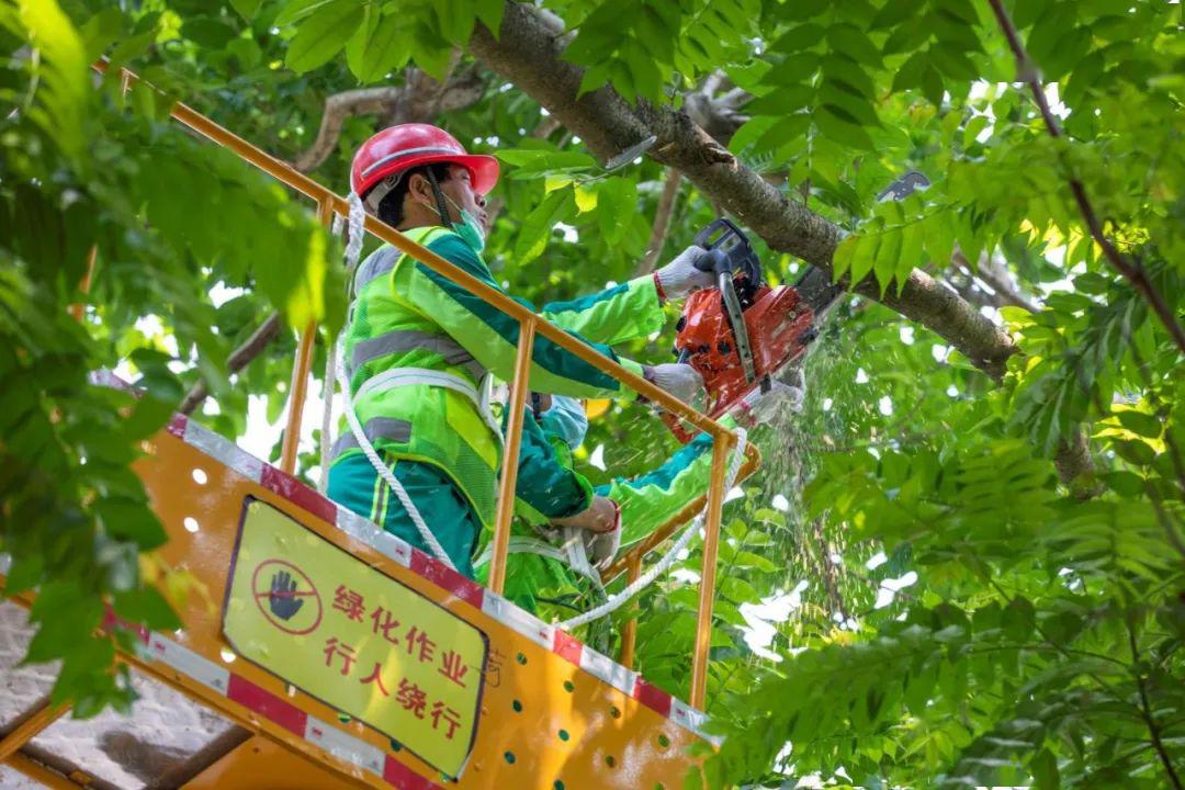 聚焦深圳開始修剪樹木城管部門這麼回應