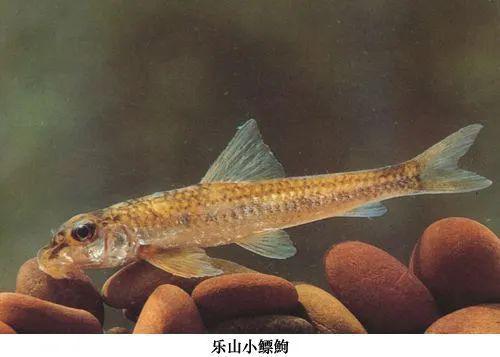 每日一鱼鮈鱼口角有须体侧有一行淡黑色斑点