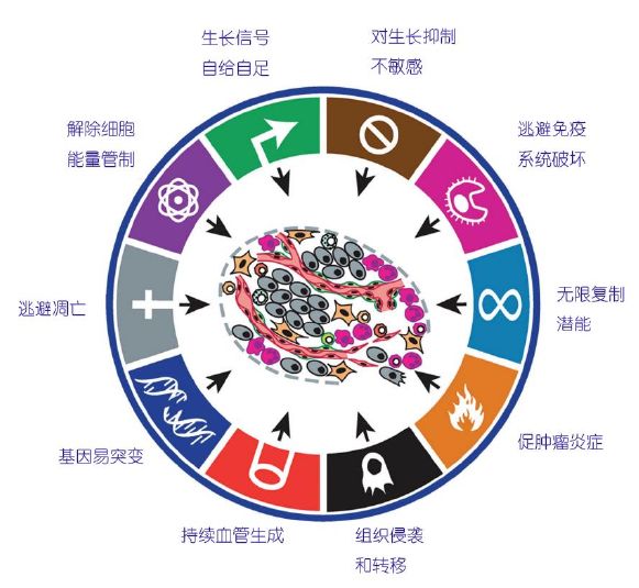 人体免疫系统vs肿瘤细胞输的竟然是ta