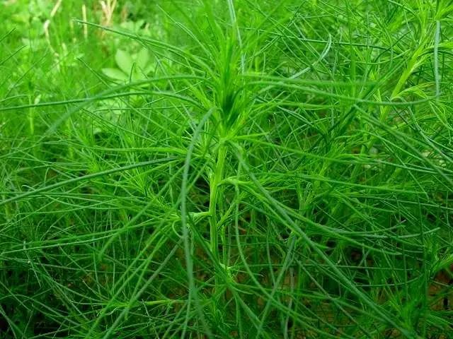 农村一种野菜长相奇特人称猪毛菜不仅味道好还能入药