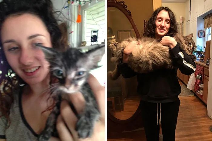 网友晒出收养的流浪猫，前后对比的照片惊呆无数人！