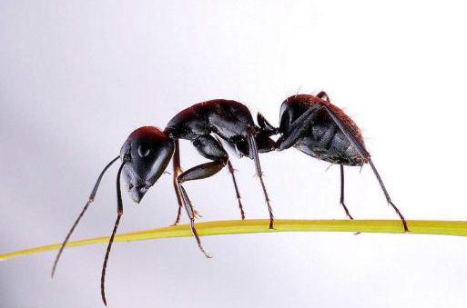 1,仔细观察图片(如下图所示)请孩子说一说蚂蚁的特点(长的什么样子)