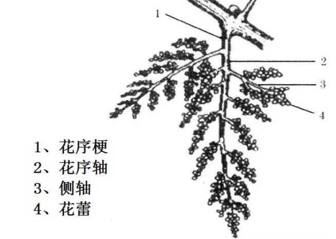 穗状花序简图图片