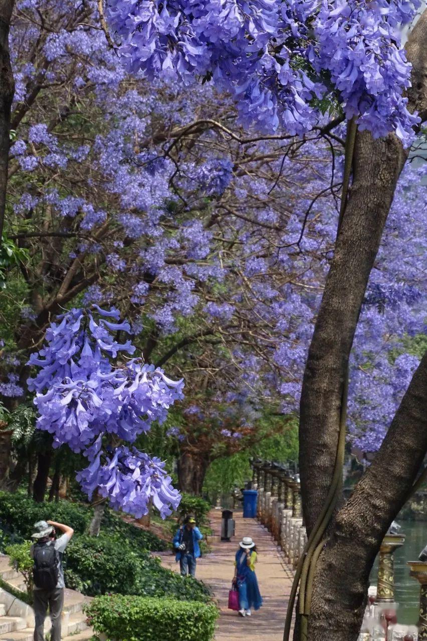 昆明的"网红"蓝花楹又来啦!快到这几条路"打卡"吧