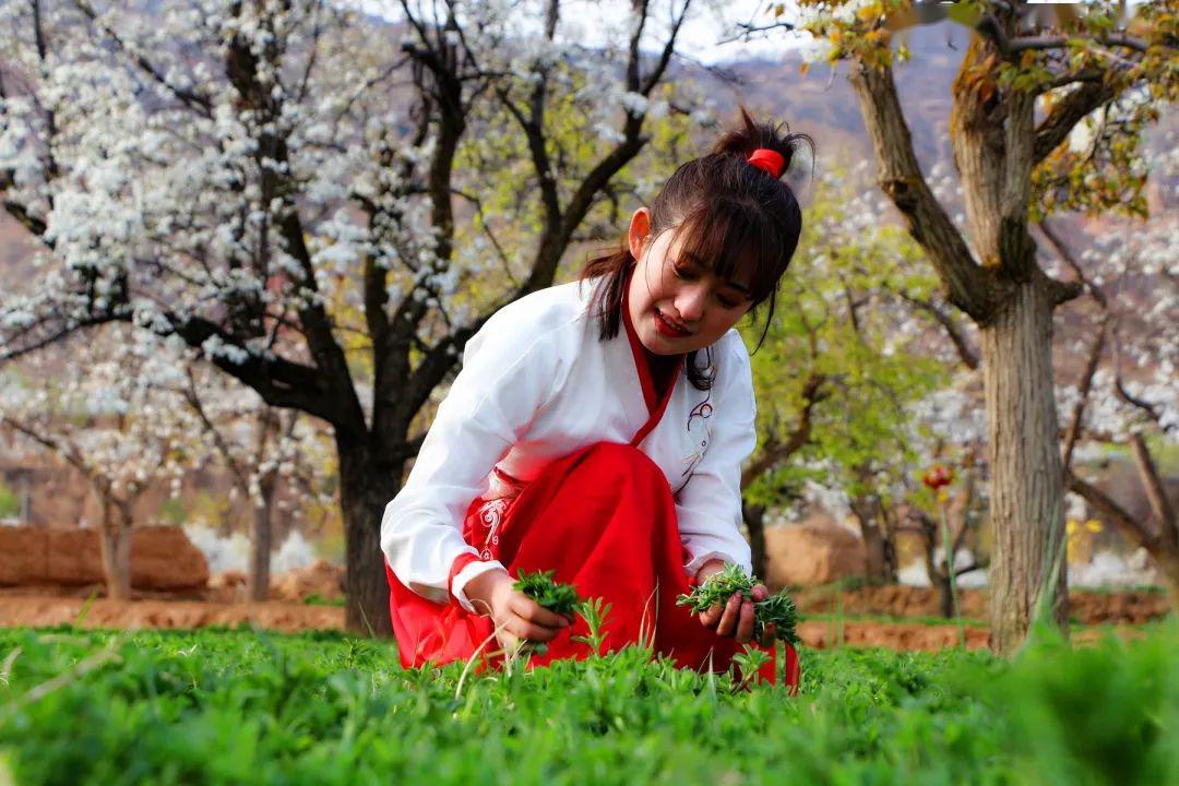 大美临洮芳菲四月许你梨花满园