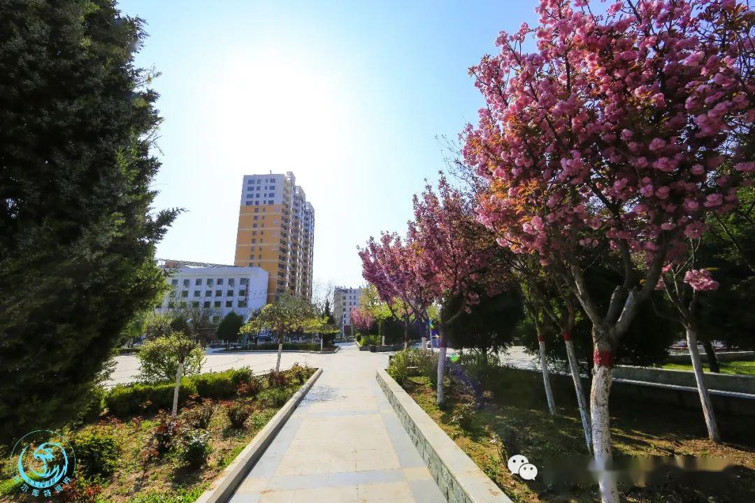 循化园林绿化扮靓县城