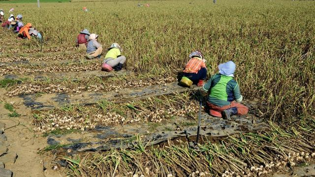 这些人种地将获得扶持,但不能 "垒大户","垒大户"啥意思