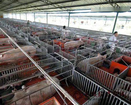 大量万头猪场涌现都来抢市场散户养猪该如何应对还赚钱吗