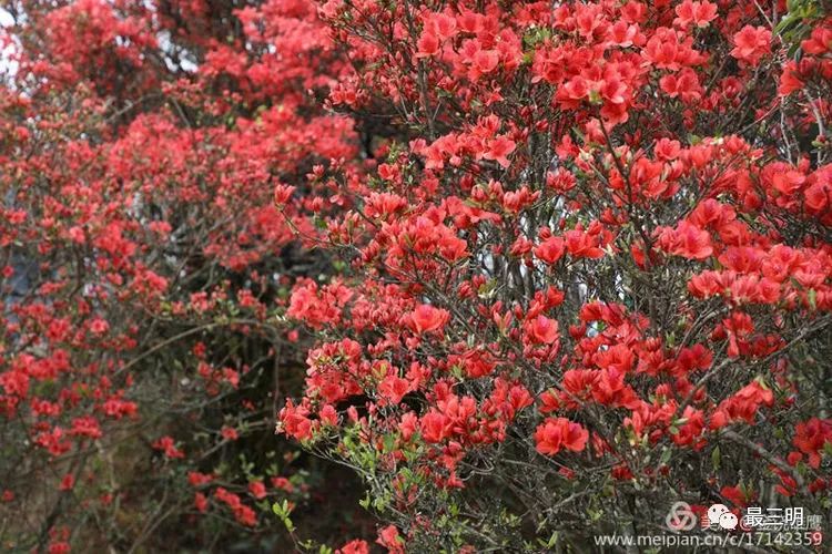 將樂寶台山杜鵑花海是三明地區最大最美花海,有200多畝的野生杜鵑花群