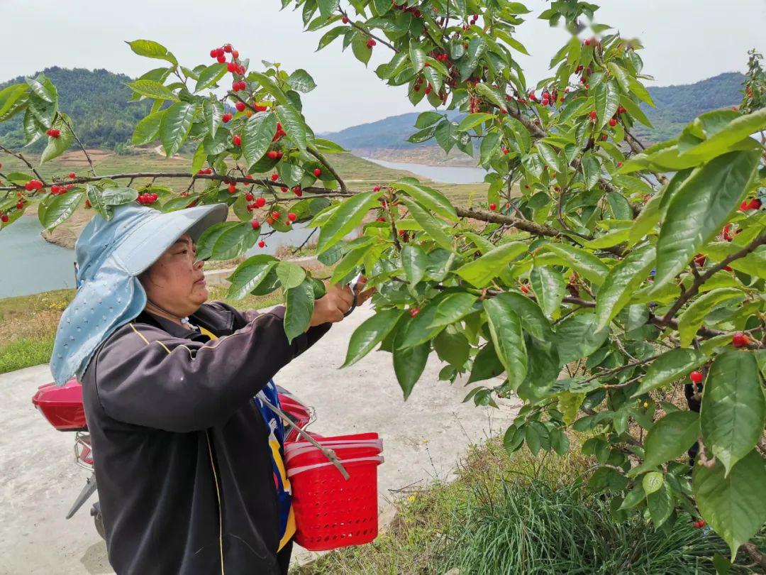 多彩贵州相约2020冲刺90天打赢歼灭战黄泥塘镇荒山上种樱桃群众生活红