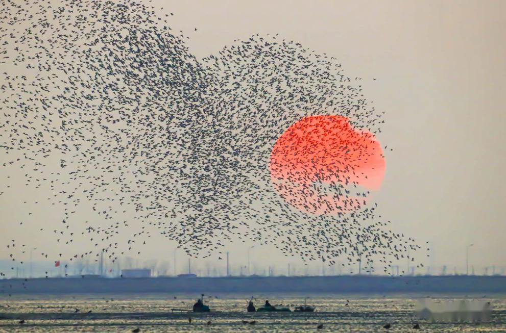 金晖映鸟浪,鸭绿江口湿地醉美生态景观不能错过!