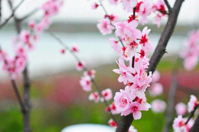 桃花从花型上来看,桃花和梅花都没有长长的花柄,就像直接贴在花枝上开