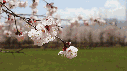 500_281gif 动态图 动图