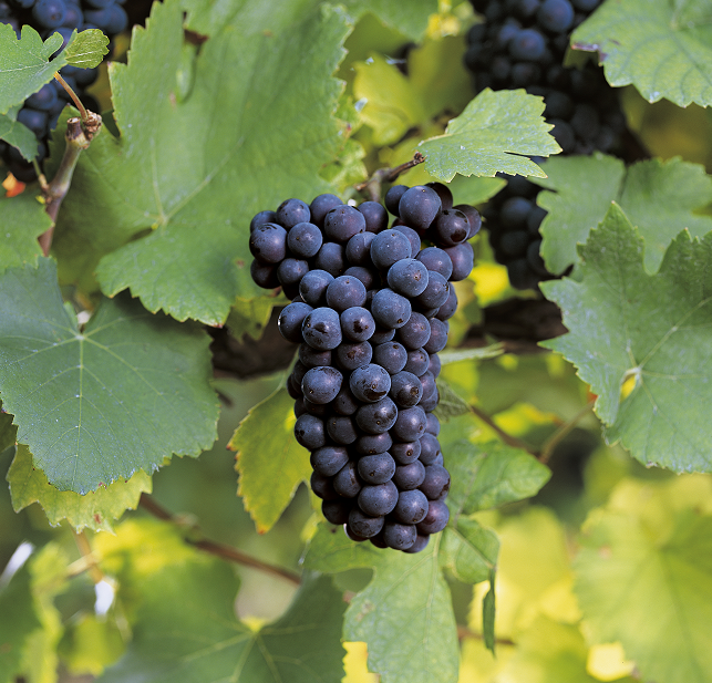 莫尼耶葡萄为什么会被叫做莫尼耶,你知道吗?