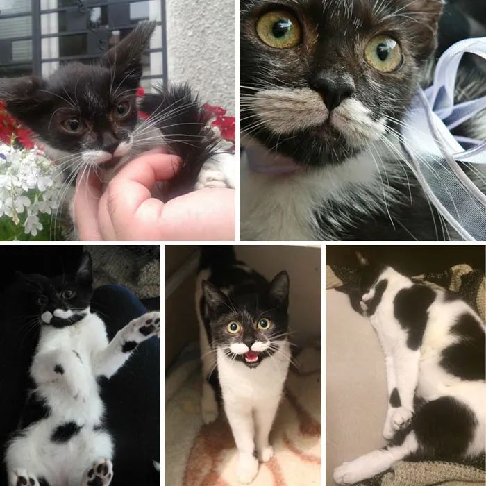 网友晒出收养的流浪猫，前后对比的照片惊呆无数人！