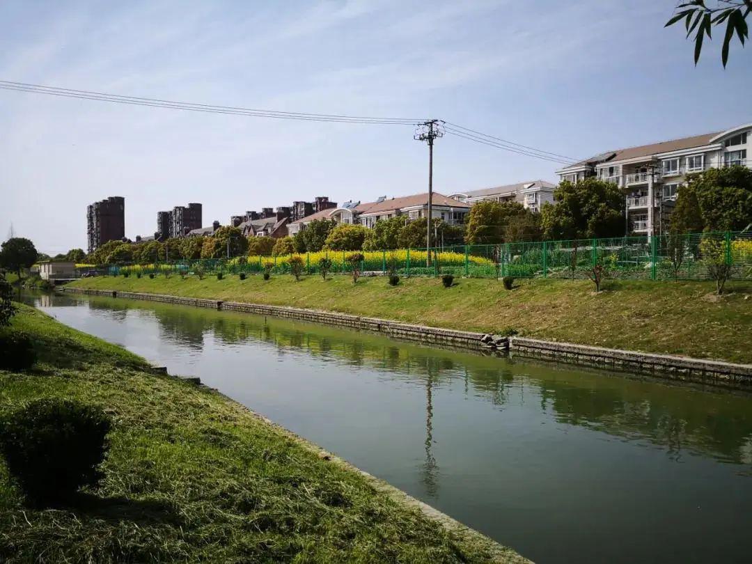 青浦看重固河道边的家乡越变越美