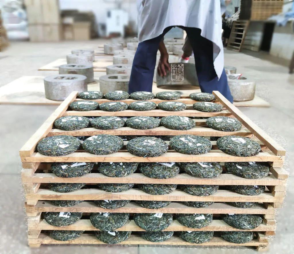 赛冰岛的古树普洱茶小户赛采摘压饼过程见证