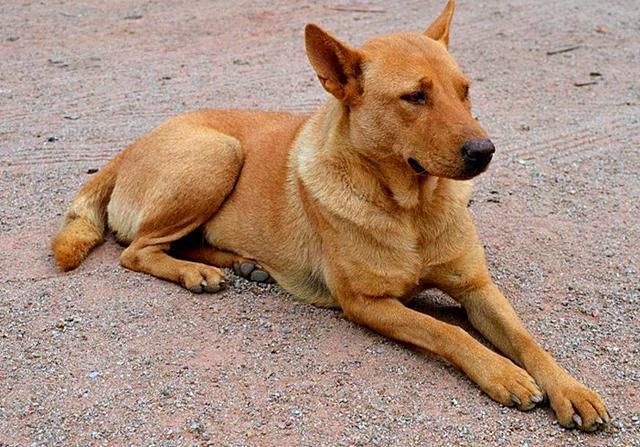 土狗并非只配看门,在历史上,中华田园犬是人们的掌上明珠