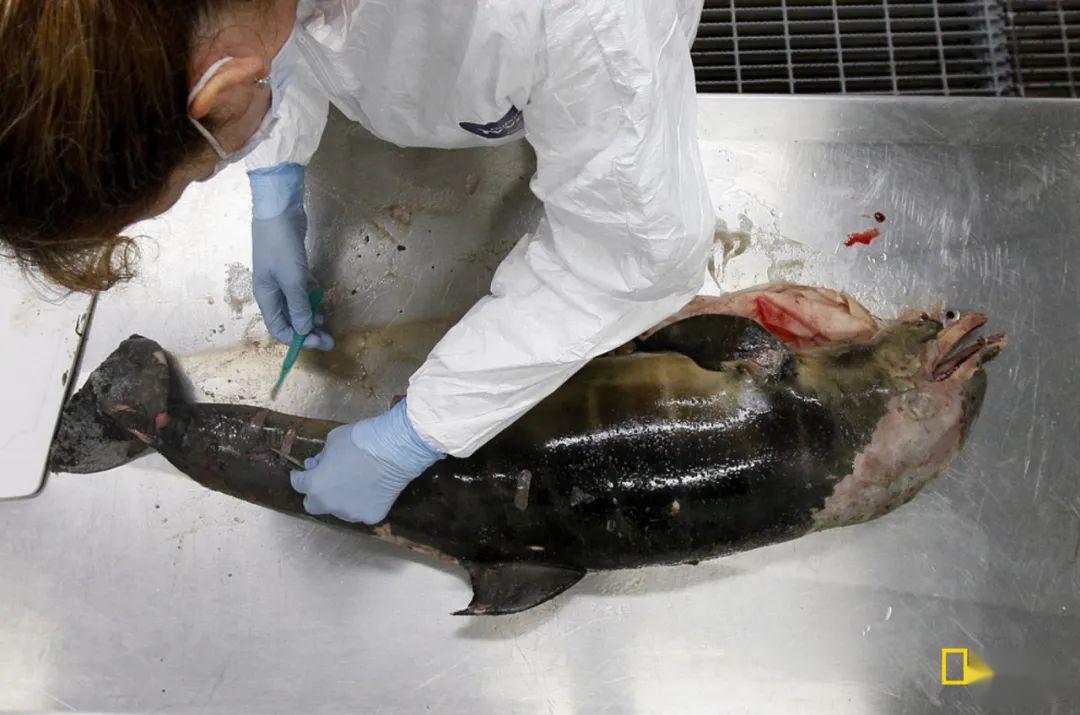 海上"切尔诺贝利",延续十年的噩梦