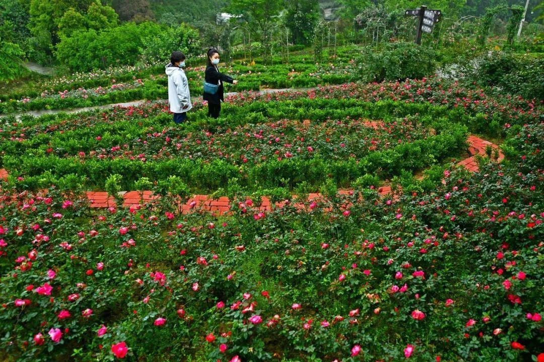 关注中峰玫瑰园赏花正当时