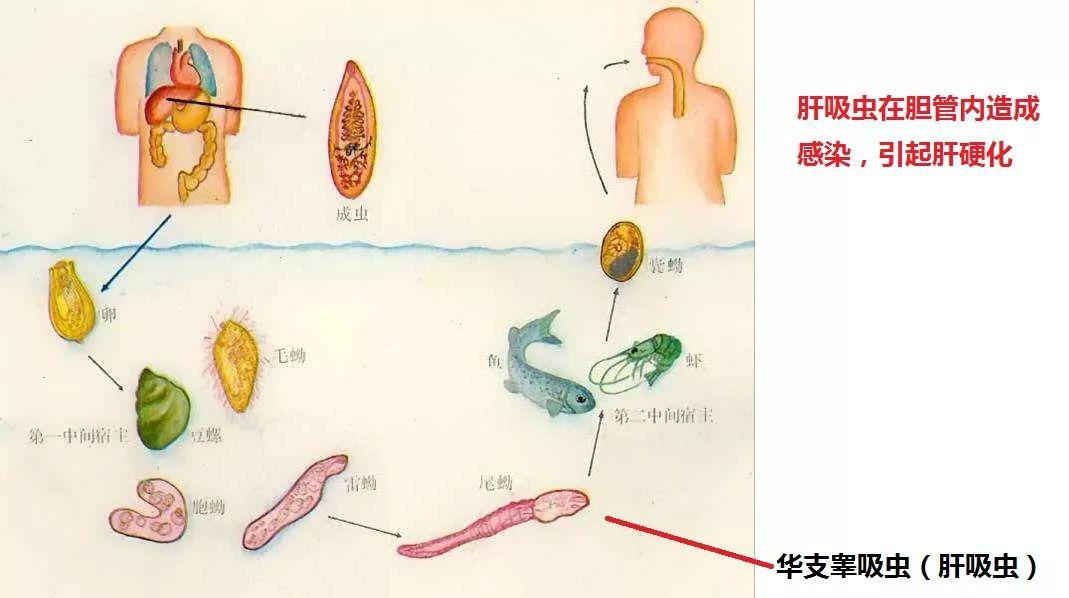 华支睾吸虫囊蚴图片图片