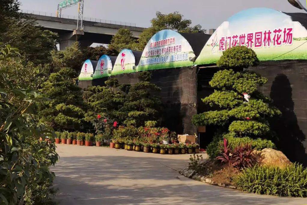 地址:虎门镇北面根竹园环岛路旁花世界花场.