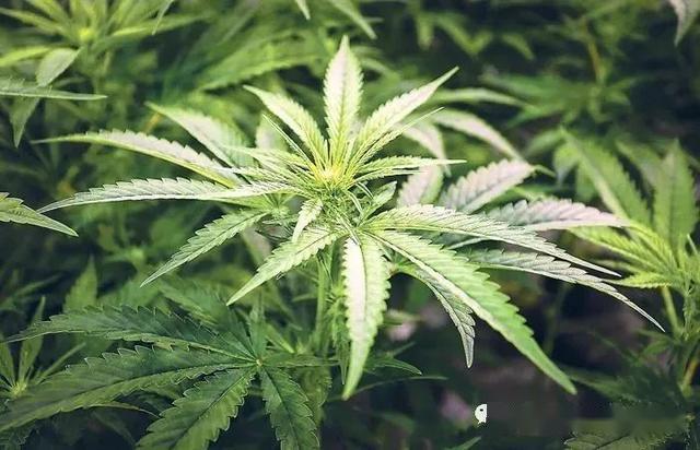 古柯毒品原植物是指用来提炼,加工成鸦片,海洛因,吗啡等毒品的植物.