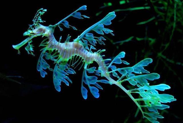 是不是误会了,你是动物,不是植物啊!_叶海龙