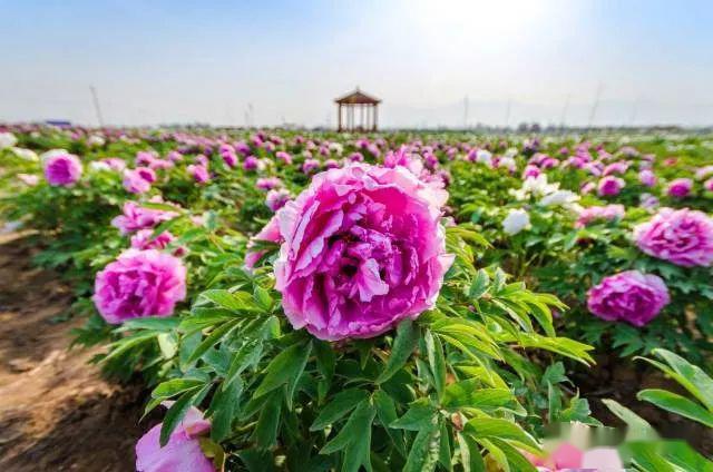 赵城牡丹一日游
