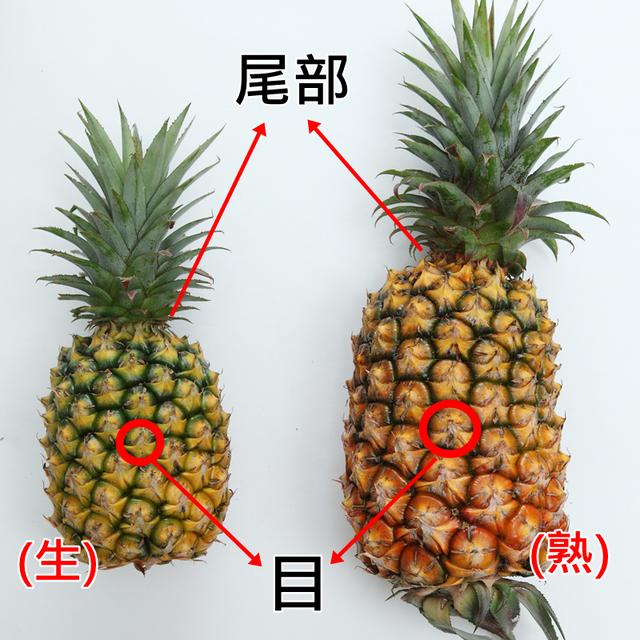 菠萝与凤梨最大的区别在这里一眼就能辨别学会后少被坑