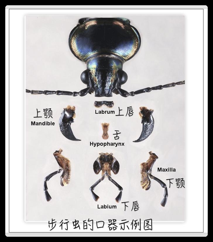 下面让我们通过图片观察一些昆虫的口器:直翅目(蚱蜢,螽斯和蟋蟀)–