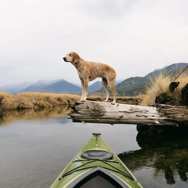 带狗旅行是瞎折腾还是真的有意义让网友的经历来告诉你