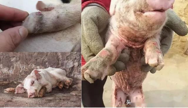 口蹄疫防控春夏季也要重视