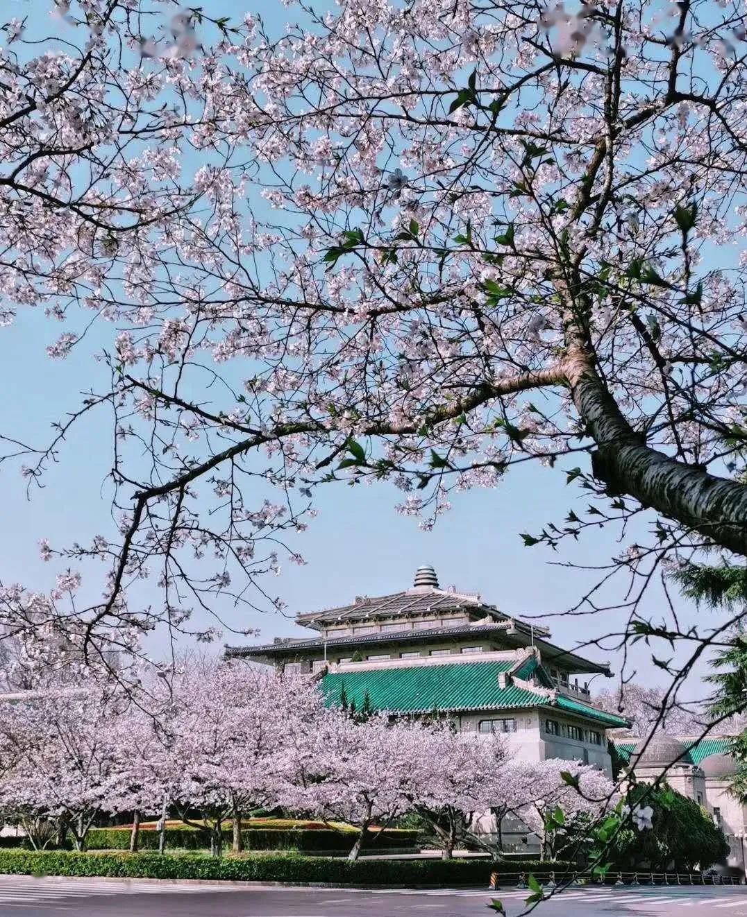 李滄區虎山小學丨山花海樹雲相逢師生相約雲春遊