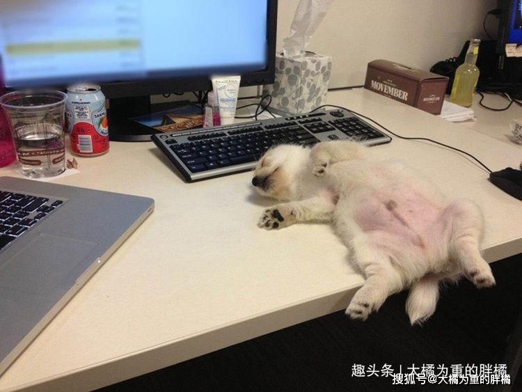 原创心里抑郁时看看这20张狗狗的幽默照片生活就要有乐趣