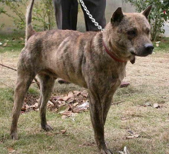 在我国的田园犬中,虎斑犬的身体素质非常高,同其它