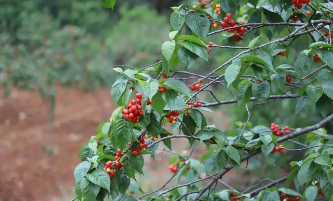 大家期待已久的龙街樱桃来了!来了!真的来了!
