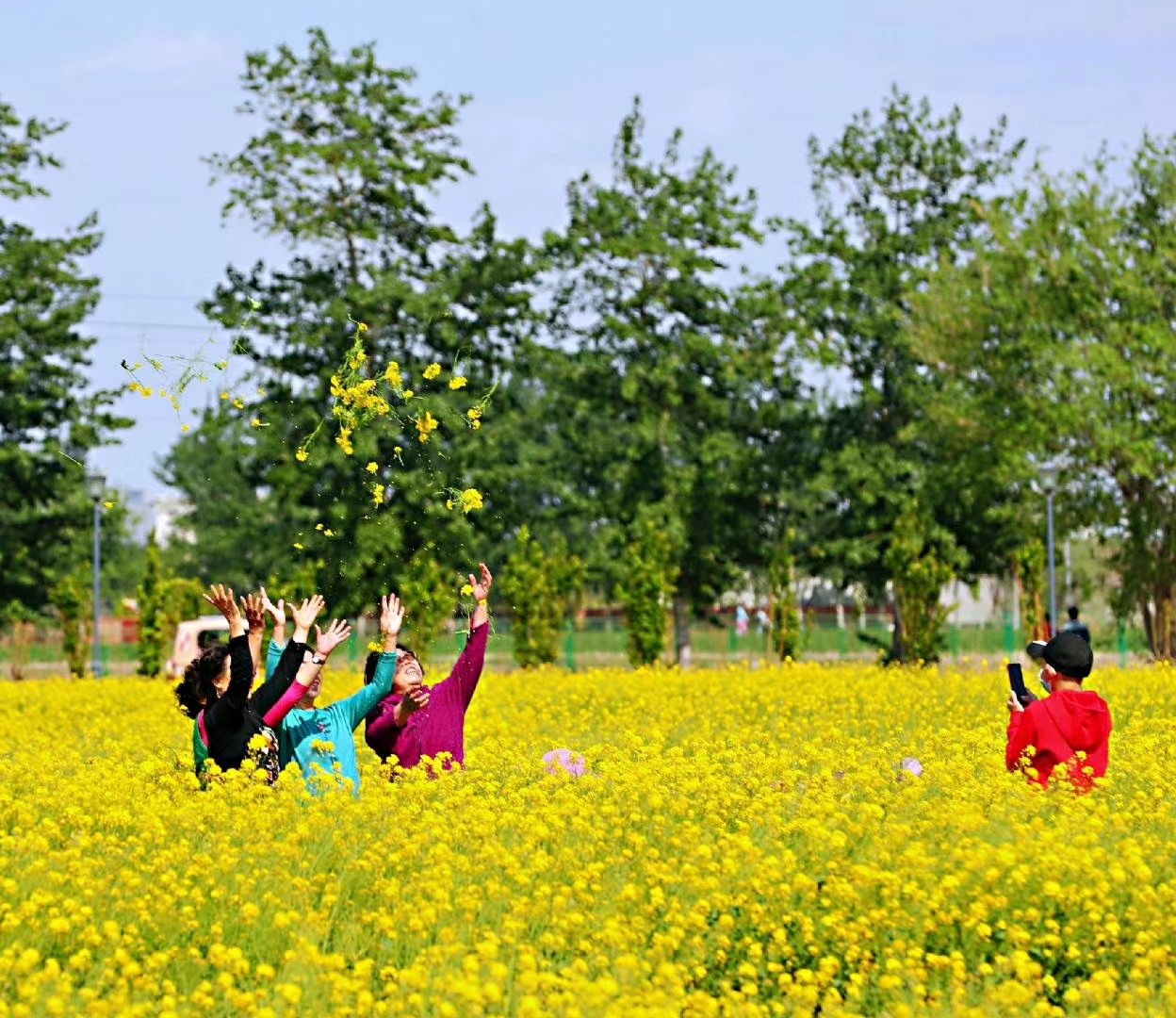 实拍北京大兴区油菜花飘香图