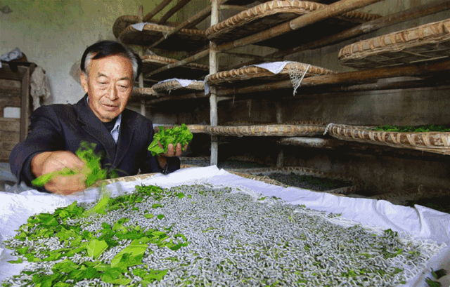 五一去哪玩益阳现代农业嘉年华九大亮点开启小长假欢乐之旅