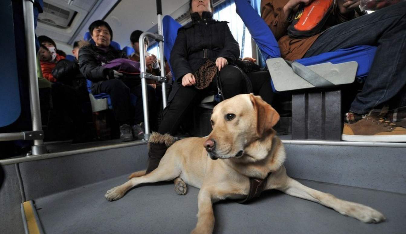 导盲犬乘公交被拒,它像个孩子似的低声呜咽