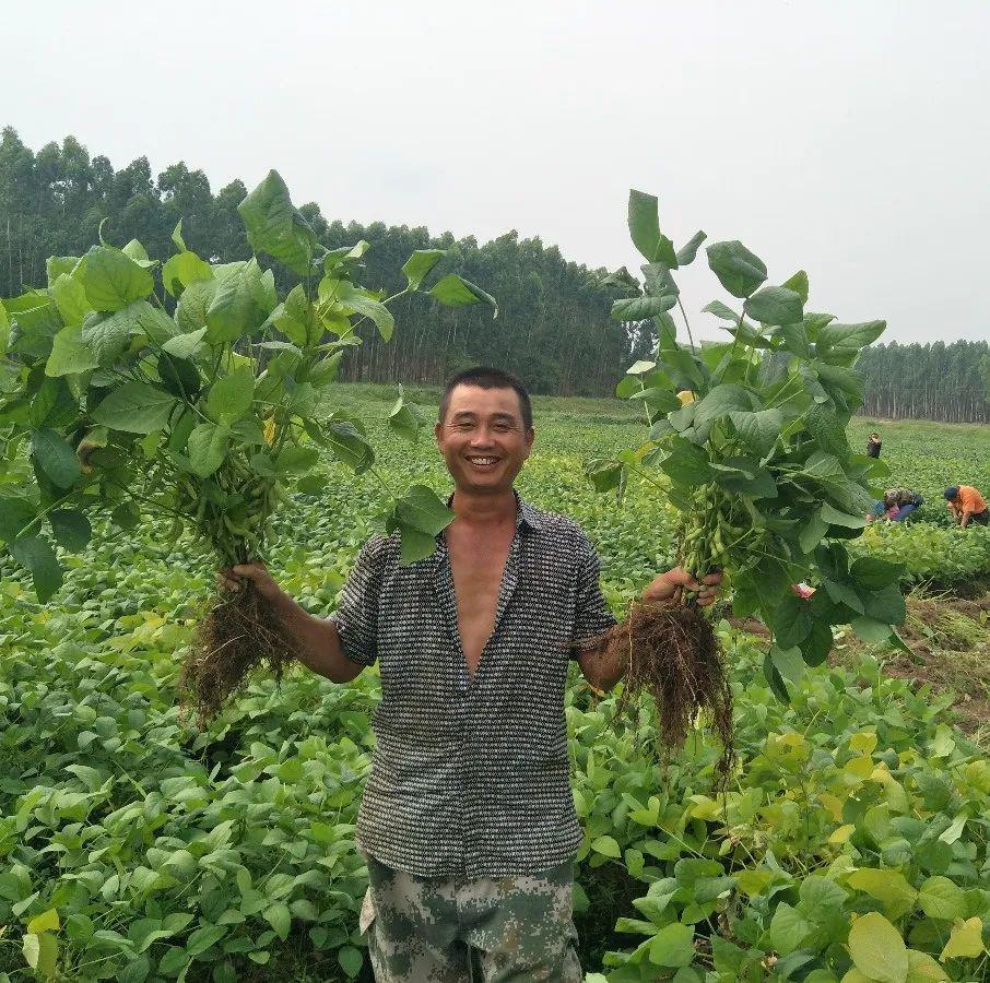 佛山传媒集团对口帮扶的湛江岭头村毛豆种植扶贫基地喜迎丰收