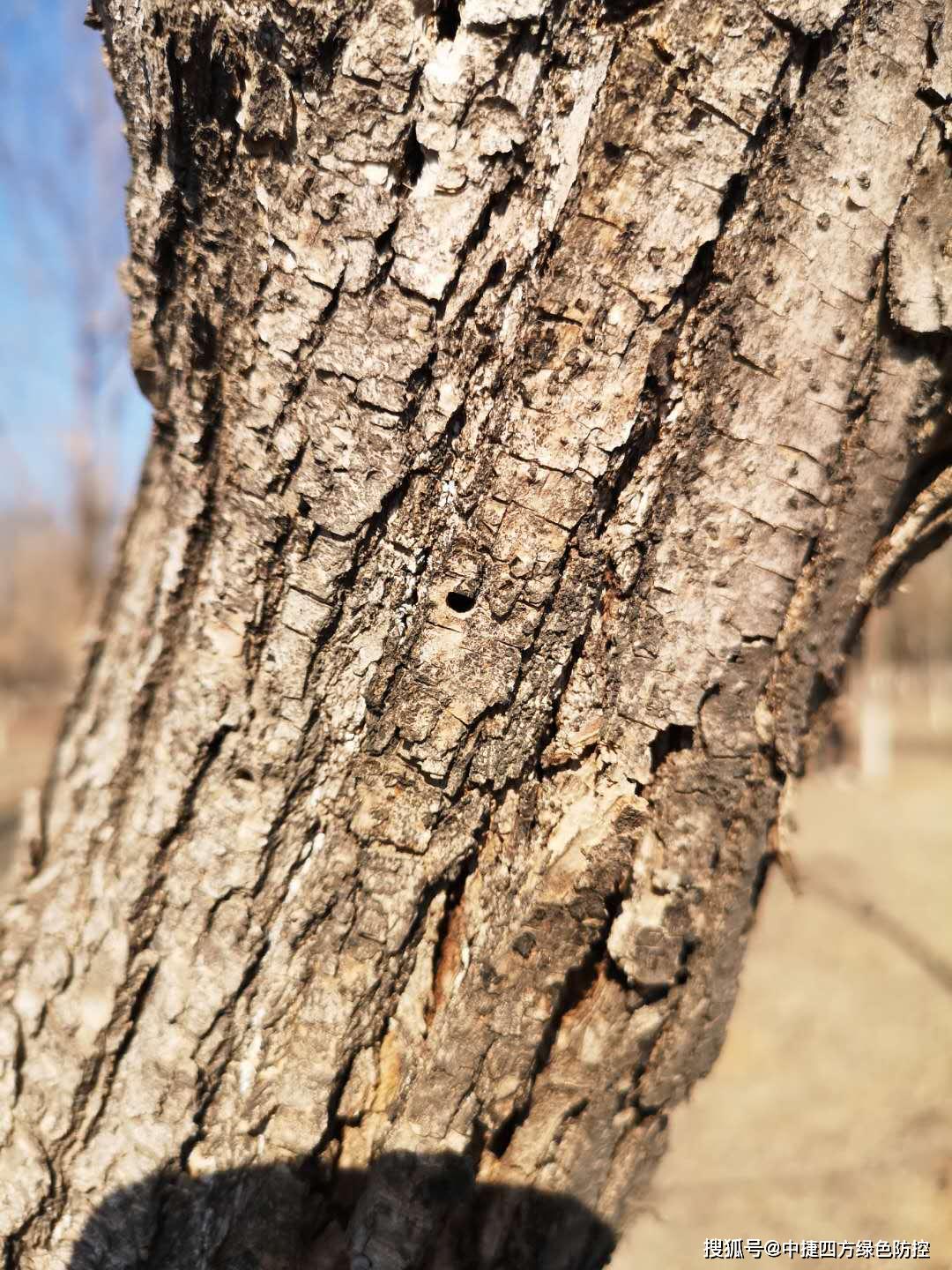 白蜡窄吉丁高颜值懂英文的虫子你见过吗