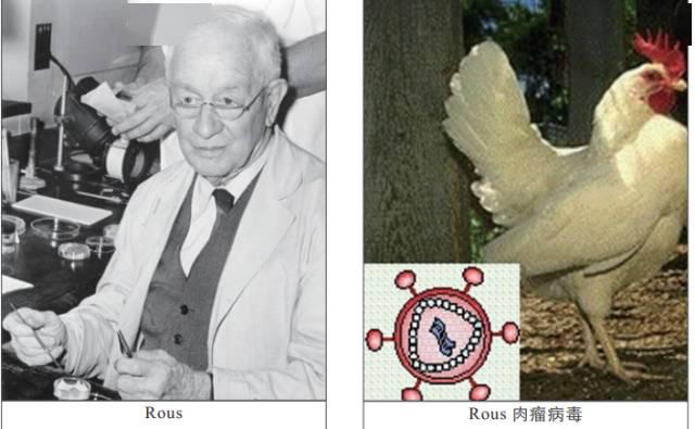 1911年,rous从生长肉瘤的鸟身上提取去细胞滤液,接种到健康鸟身上.